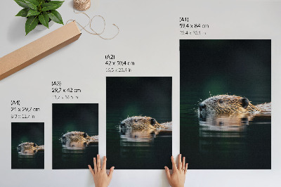 Poster în culori saturate Castor în apă, natură pașnică, sălbăticie