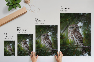 Poster în culori saturate Bufniță pe o creangă de pin natură pace armonie