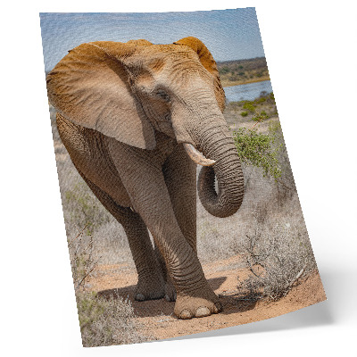 Poster în culori saturate Elefant pe savană, natură africană maiestuoasă