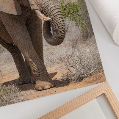 Poster în culori saturate Elefant pe savană, natură africană maiestuoasă