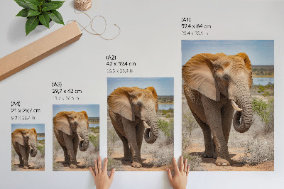 Poster în culori saturate Elefant pe savană, natură africană maiestuoasă