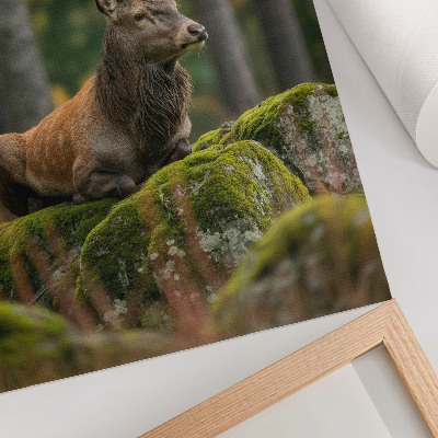 Poster în culori saturate Un cerb maiestuos într-un cadru forestier