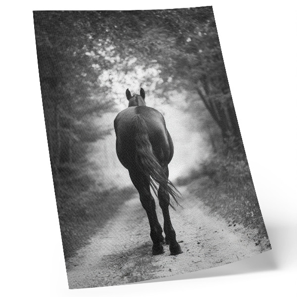 Poster în culori saturate Fotografie cu cal alb-negru în pădure