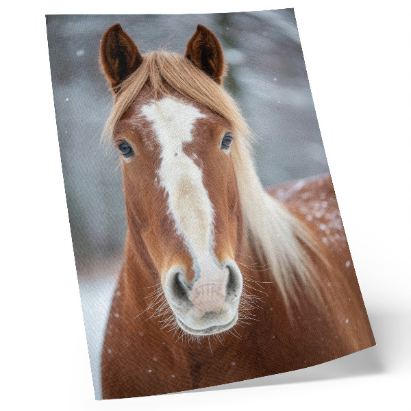 Poster rezistent pentru perete Portret de cal iarnă calm naturalețe armonie