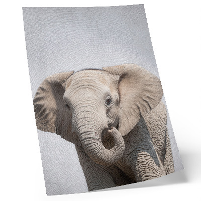 Poster rezistent pentru perete Un elefant tânăr pe un fundal deschis