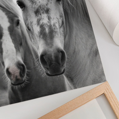 Poster în culori saturate Cai într-o fotografie monocromatică plină de eleganță