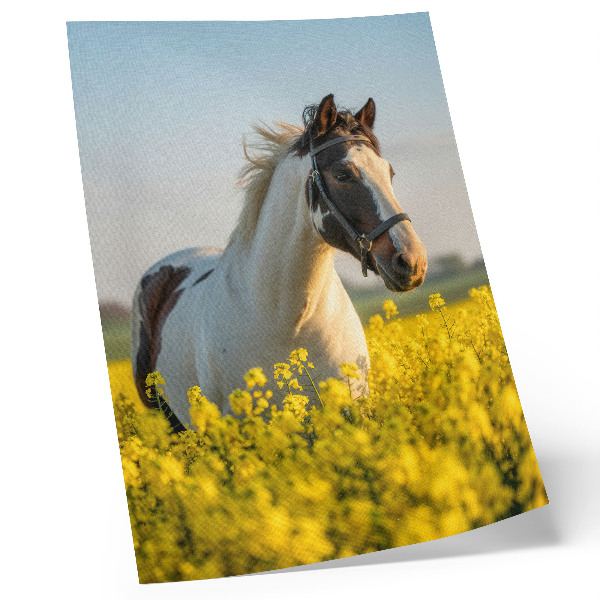 Poster în culori saturate Un cal elegant într-un câmp de primăvară plin de flori