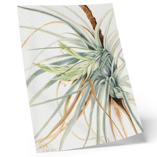 Poster rezistent pentru perete Ananas sălbatic (Tillandsia fasciculata) (1921) de Mary Vaux Walcott