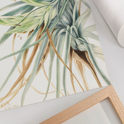 Poster rezistent pentru perete Ananas sălbatic (Tillandsia fasciculata) (1921) de Mary Vaux Walcott