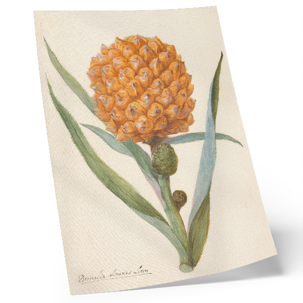 Grafică modernă pe pânză Bromelia ananas linn (cca. 1700 - cca. 1749) de un artist anonim