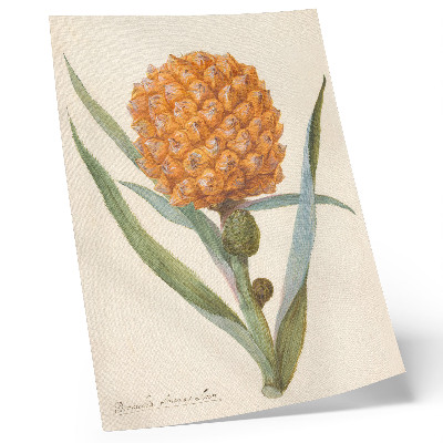 Grafică modernă pe pânză Bromelia ananas linn (cca. 1700 - cca. 1749) de un artist anonim