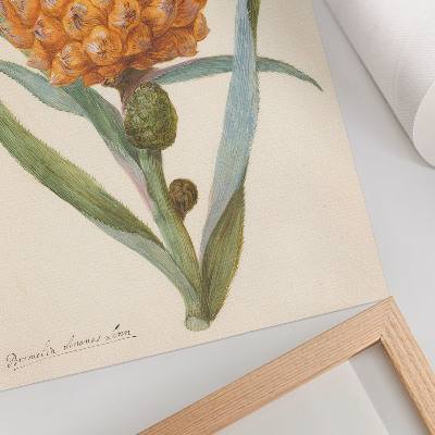 Grafică modernă pe pânză Bromelia ananas linn (cca. 1700 - cca. 1749) de un artist anonim