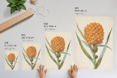 Grafică modernă pe pânză Bromelia ananas linn (cca. 1700 - cca. 1749) de un artist anonim