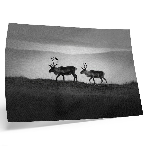 Poster retro Compoziție minimalistă cu ren pe un deal