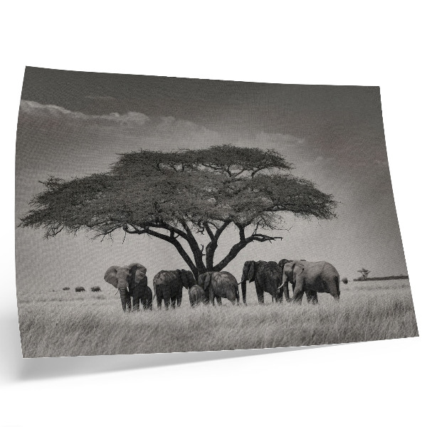 Poster retro Elefanți sub un copac în savana africană
