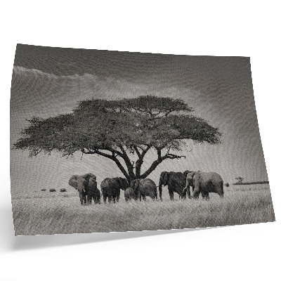 Poster retro Elefanți sub un copac în savana africană