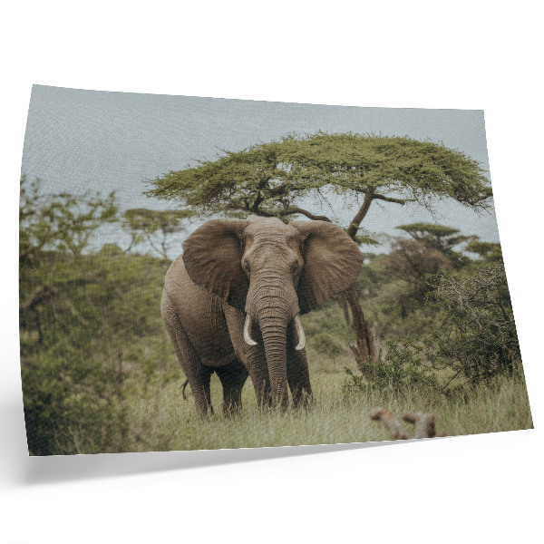 Poster pentru perete Un elefant pe fundalul unei savane verzi