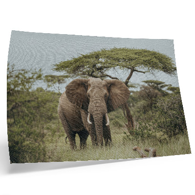 Poster pentru perete Un elefant pe fundalul unei savane verzi