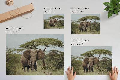 Poster pentru perete Un elefant pe fundalul unei savane verzi