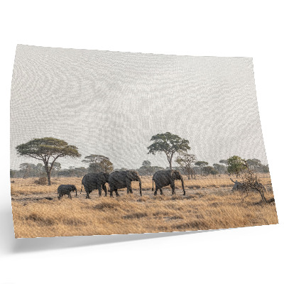 Poster pentru perete Elefanți în savana africană printre copaci