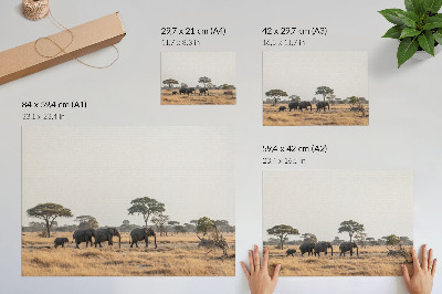 Poster pentru perete Elefanți în savana africană printre copaci