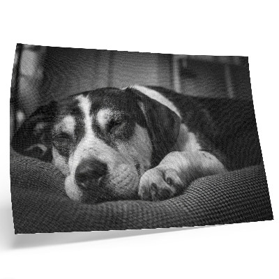 Poster Câine adorabil care doarme pe o pernă