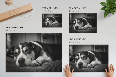 Poster Câine adorabil care doarme pe o pernă
