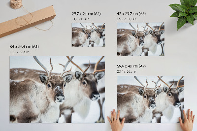 Poster pentru perete Reni cu coarne naturale, armonie a peisajului de iarnă