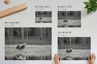 Poster pentru perete Ursul lângă apă, atmosfera alb-negru