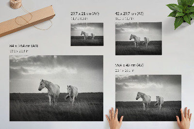 Poster retro Cai albi pe o pajiște în nuanțe de gri