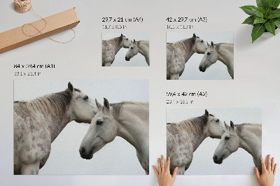 Poster pentru perete Doi cai în armonie de gri și alb