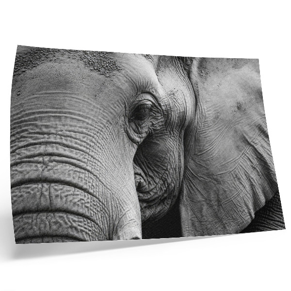Poster pentru perete Detalii monocrome de elefant, minimalism, eleganță
