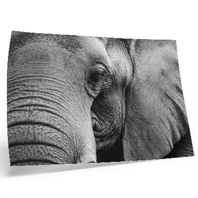 Poster pentru perete Detalii monocrome de elefant, minimalism, eleganță
