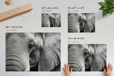 Poster pentru perete Detalii monocrome de elefant, minimalism, eleganță