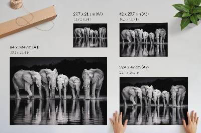 Poster pentru perete Elefanți lângă apă, armonie pașnică și reflecție