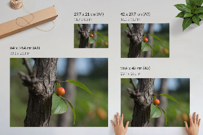 Poster pentru perete Fructe portocalii, frunze verzi, scoarță maro