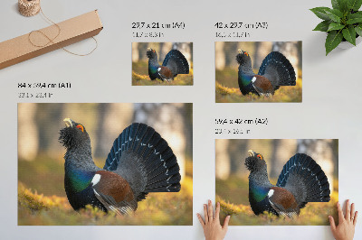 Poster retro Pasăre frumoasă în pădure, coadă răspândită, culoare