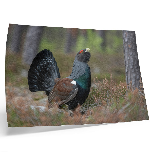 Poster pentru perete Culorile păsărilor pădure natură atmosferă liniștită
