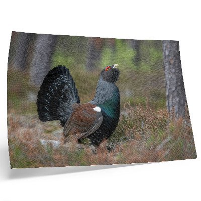 Poster pentru perete Culorile păsărilor pădure natură atmosferă liniștită