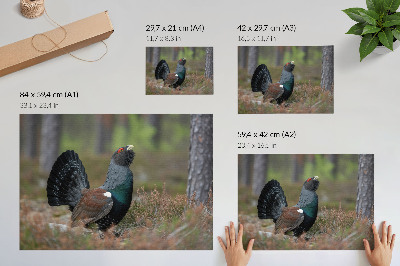 Poster pentru perete Culorile păsărilor pădure natură atmosferă liniștită