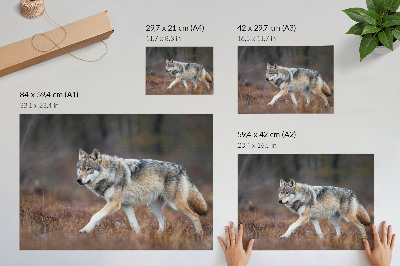 Poster Lup în mișcare peisaj sălbatic natură