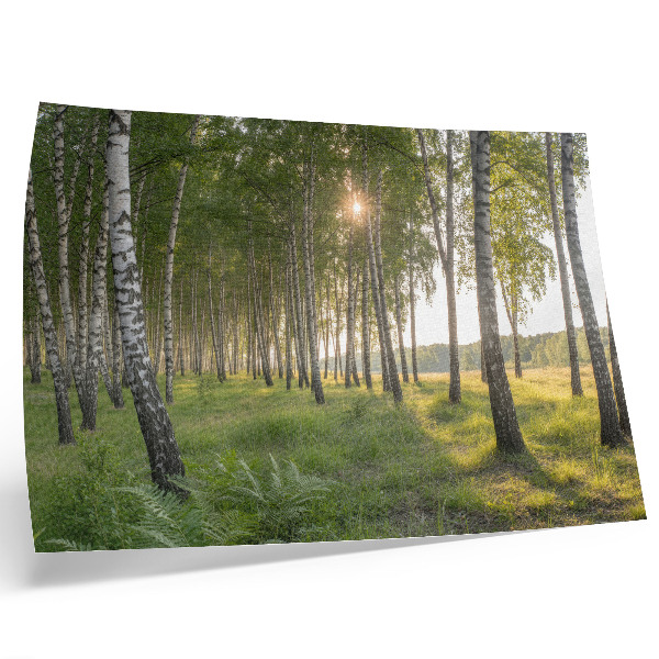 Poster Razele soarelui din pădurea de mesteacăn, simetrie verde