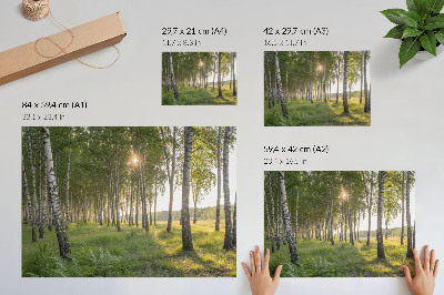 Poster Razele soarelui din pădurea de mesteacăn, simetrie verde