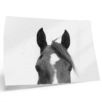 Poster pentru perete Fotografie alb-negru a eleganței unui cal