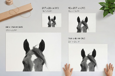 Poster pentru perete Fotografie alb-negru a eleganței unui cal