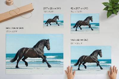 Poster pentru perete Cal galopând pe coastă, cer albastru