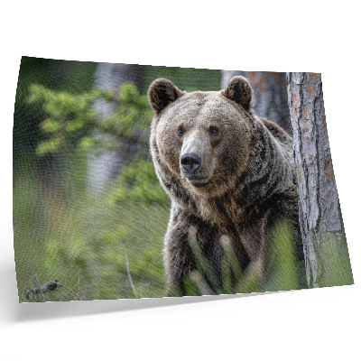 Poster retro Un urs într-o pădure plină de farmec natural