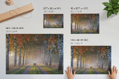 Poster pentru perete Mesteceni simetrici, lumină cețoasă, alee de toamnă