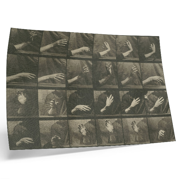 Poster Locomoția animală, Planșa 535 (1887) de Eadweard Muybridge