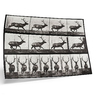Poster pentru perete Locomoția animală nr. 695 (1887), fotografie de Eadweard Muybridge